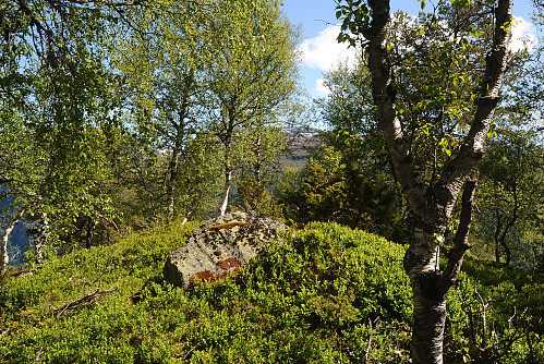 Toppen av Stølsnuten, 712 moh.