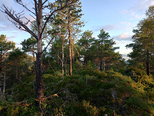 Toppen av Koll, 490 moh.