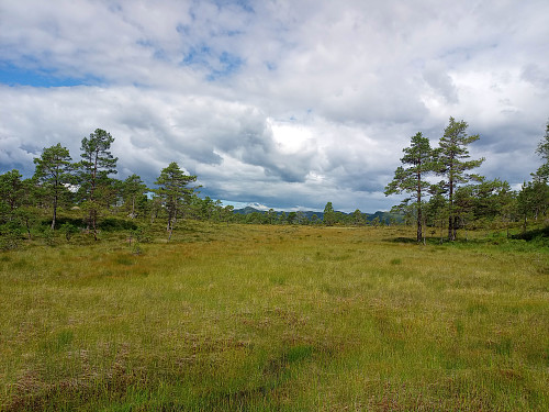 Uendeleg myr landskap ved Nordstølheia.