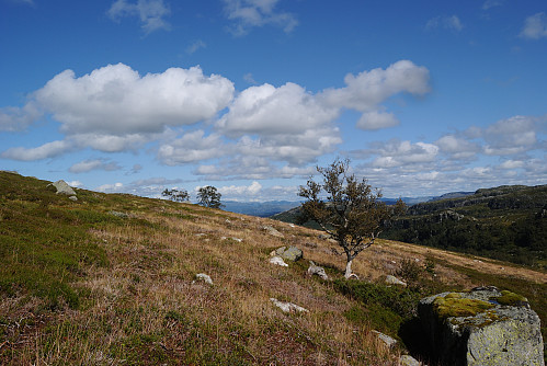 Flott lyngheilandskap.