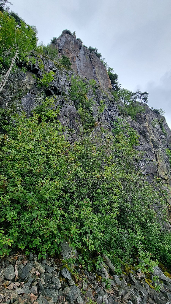 Øverste del av Kjempesvapartiet