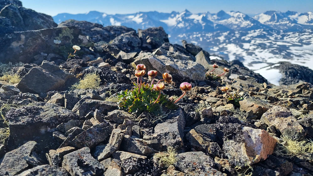 fint å se små blomster klamre seg fast helt opp mot 2200 moh