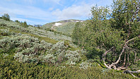 gjermundjohansen_20240803_66add4fa1abc4.jpg