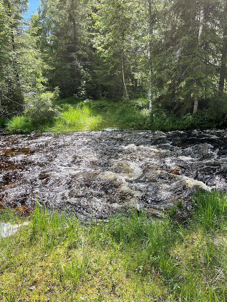 Jeg tror Flåbekken normal kan steingåes her ved Flåbekksetra, men med de siste dagers nedbør så var den flomstor og måtte vades.