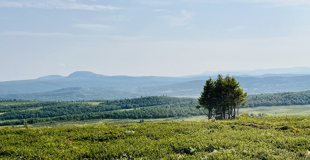 En beskjeden lite granklynge har klart å etablere seg litt høyere enn den øvrige skogen. Skarvemellen og Rundemellen i bakgrunnen.