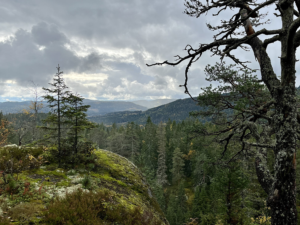 Fra Høvreberget ser man flotte skogkledde åser mot sør
