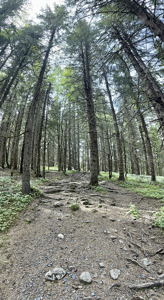 Hvitveisskogen reiser seg høy og flott. 