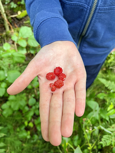 En håndfull bringebær