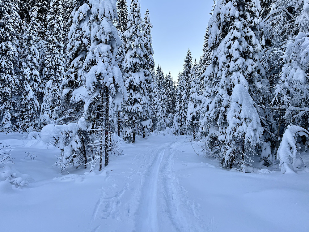 I vinterskogen på vei inn til Kalvsjøen