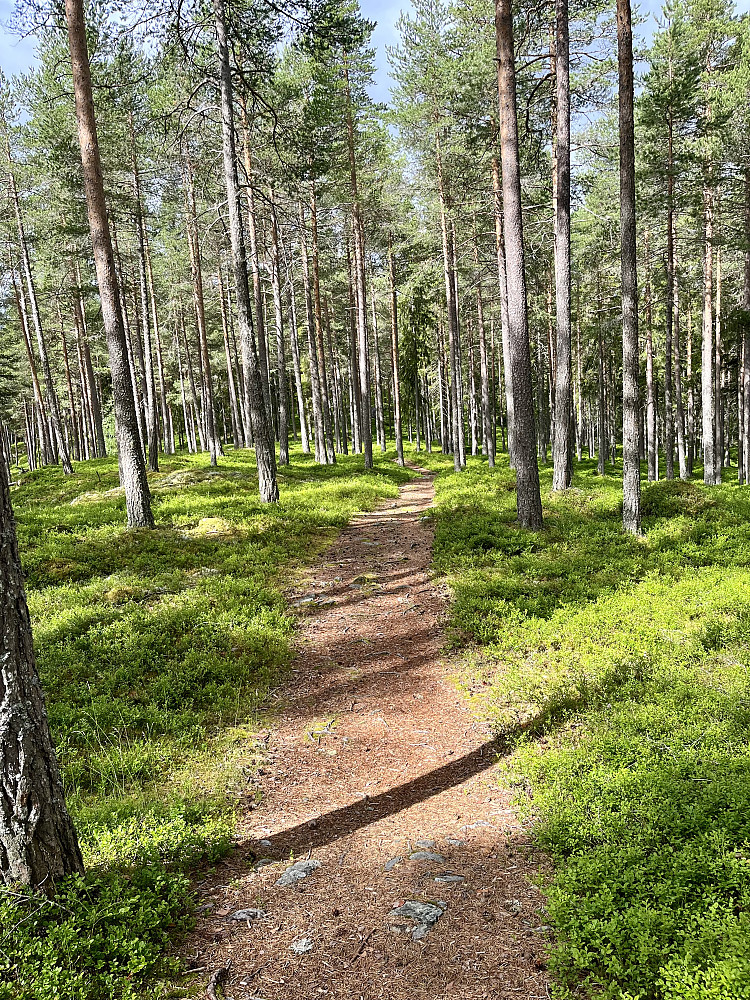 Åpen og fin furuskog