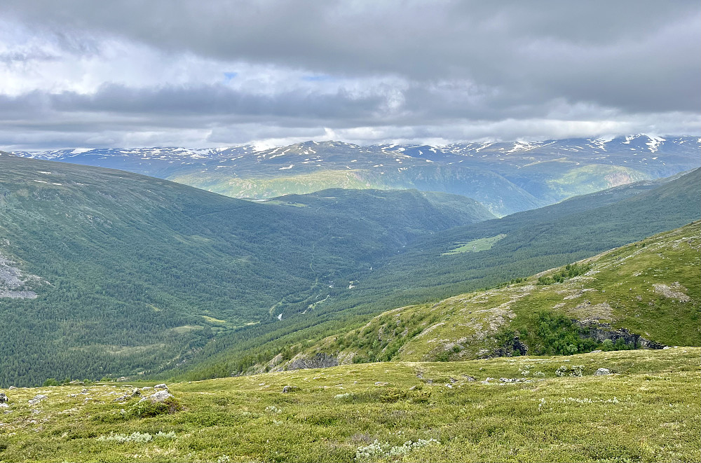 Etter en bratt oppstigning fra Smiugjelsøygarden kom jeg endelig over tregrense og kunne nyte utsikten til nedre del av Visdalen. Det er forøvrig ingen tydelig sti opp, men heller en rekke dyretråkk som man kan følge. Skogen et forholdsvis åpen, så det er lett å gå.