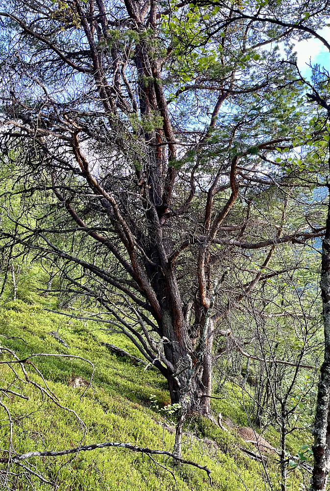 En litt trollsk furu på vei ned lia av Visdalen igjen 