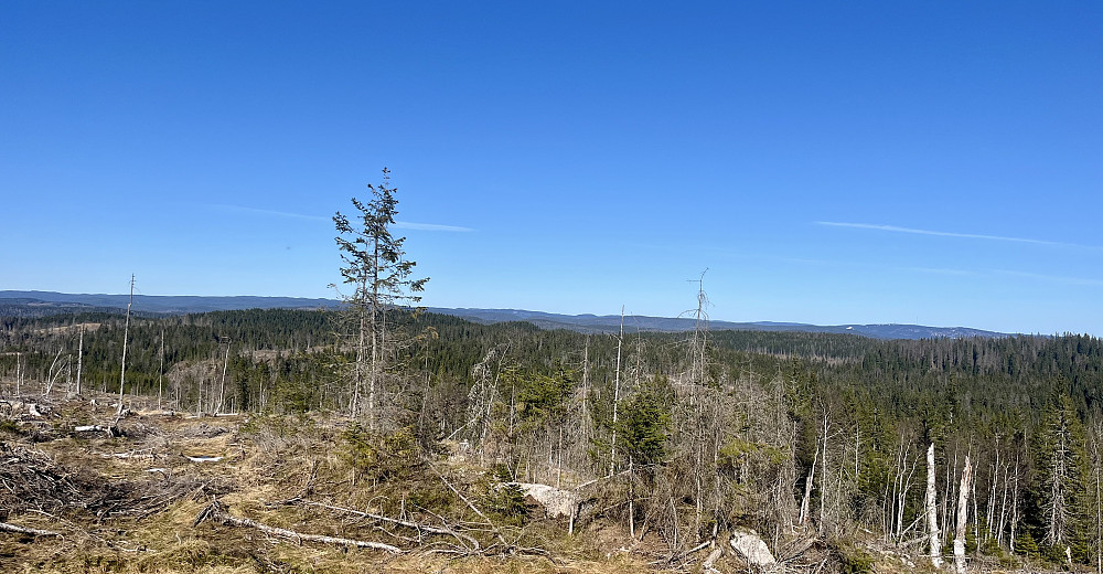 Hogstfeltene på toppen av åsen gir noe utsikt - her mor nordøst og det jeg mener er Tryvannshøgda i det fjerne.