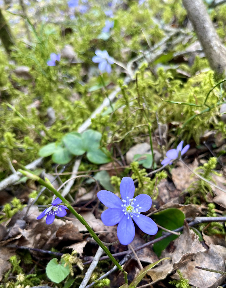 Blåveisen i full blomstring rundt omkring i skogen