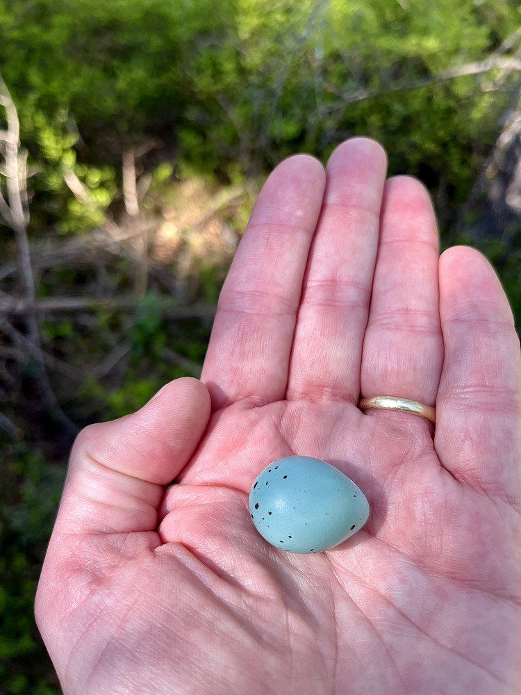Et enslig måltrost egg som lå rett på bakken
