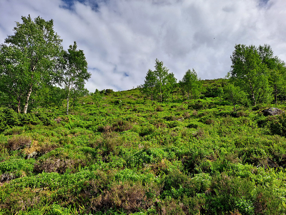 Ned att Svenskedalen til Leitet