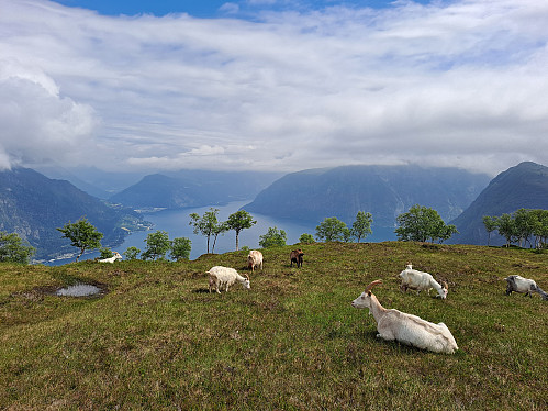 Norddalsfjorden 