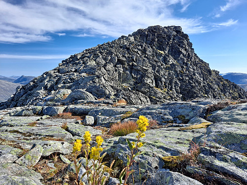 Like før toppen av Ringshornet