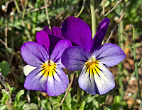 Soli_20220702_62c07c0fc9515.jpg