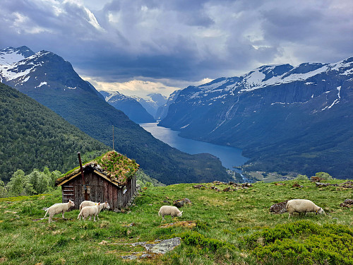 Lohøgesætra