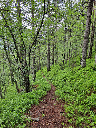 Grønt og fint i skogen no:)