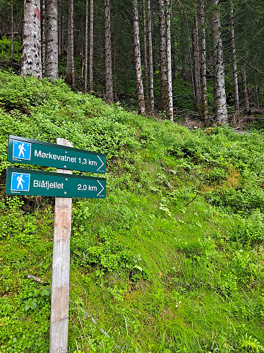 Ekstremt godt merka opp til Blåfjellet