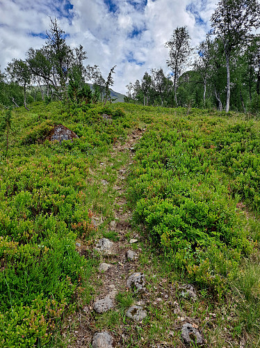 Sti/dyretrakk vidare frå sætra gjennom skogen