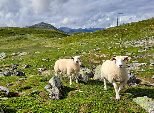 Vakker dal!