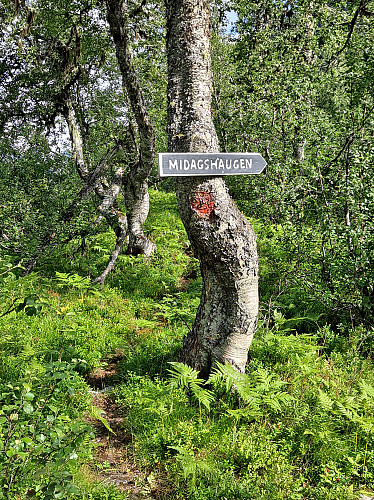 God merking gjennom skogen!