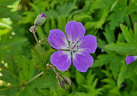 Soli_20240704_6686a30759328.jpg