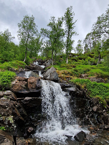 Mykje bringebærkratt og bregner i skogen, og eg mista stien både opp og ned. Veldig sleipt ned att!