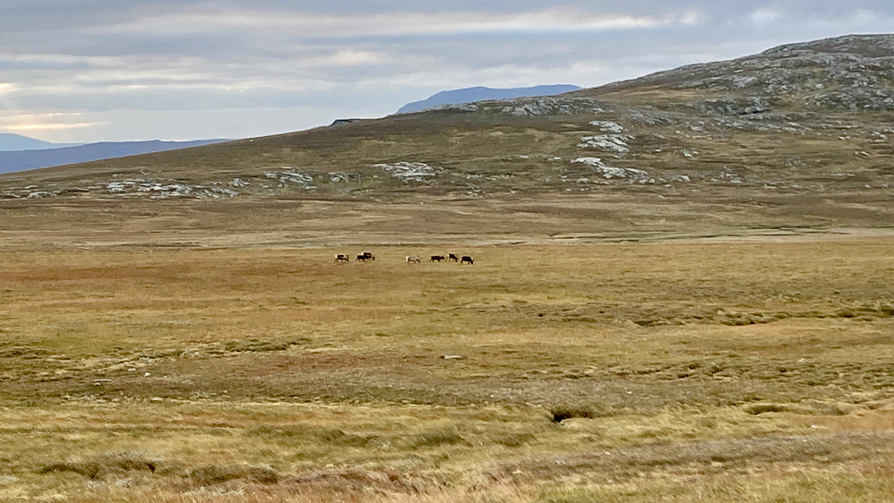Beitende tamrein på slettene vest for Syltjønna ga visse assosiasjoner til bøfler på prærien i Nord-Amerika!