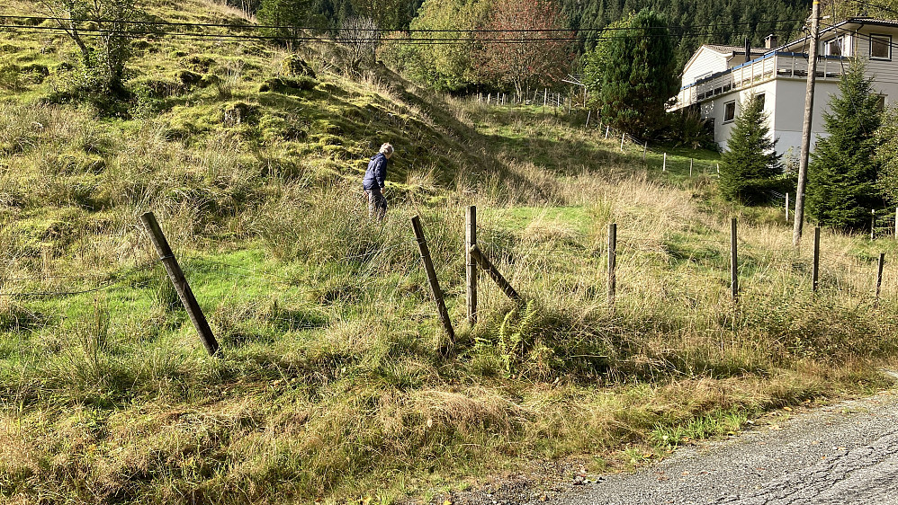 Åpning i gjerde inn til beitet langs veien i Lundagotnene 