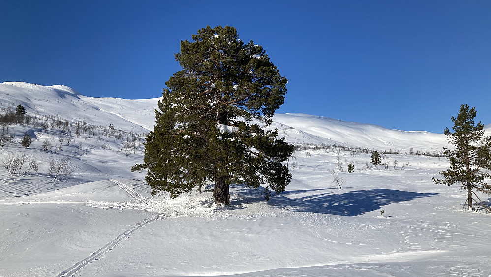 Appelsintreet i Ljosandalen. Foto mot Rjoandeggi i NNV 