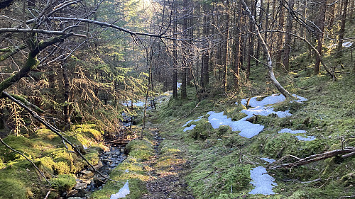 En slags skogsvei eller i alle fall rydder trasé