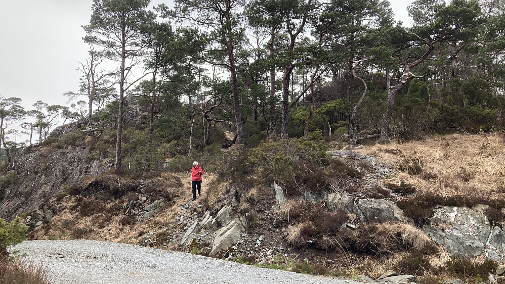 Her går det av sti mot Geitaskaret/Reppåsen fra grusveien