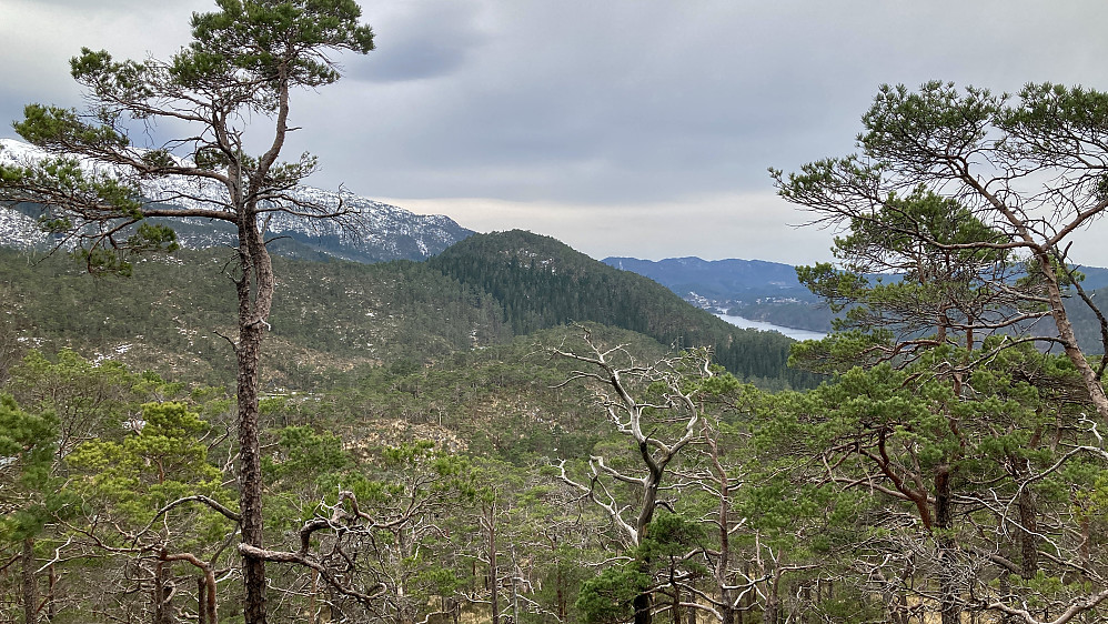 Grønhovda sett fra Reppåsen. Gåssandvatnet i bakgrunnen mot høyre.