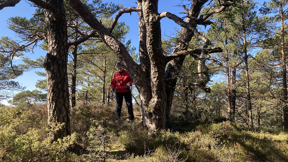 Astrid på toppen av Hendershaugen på Korsneset