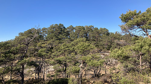 Den skogkledde haugen Ramnaberget sett fra sør