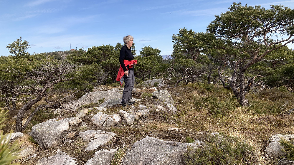 Astrid på høyeste punkt på Tverrfjellet i Nordvik. Den firkantete kassen i bakgrunnen mot venstre er Linken på Lyseskarfjellet