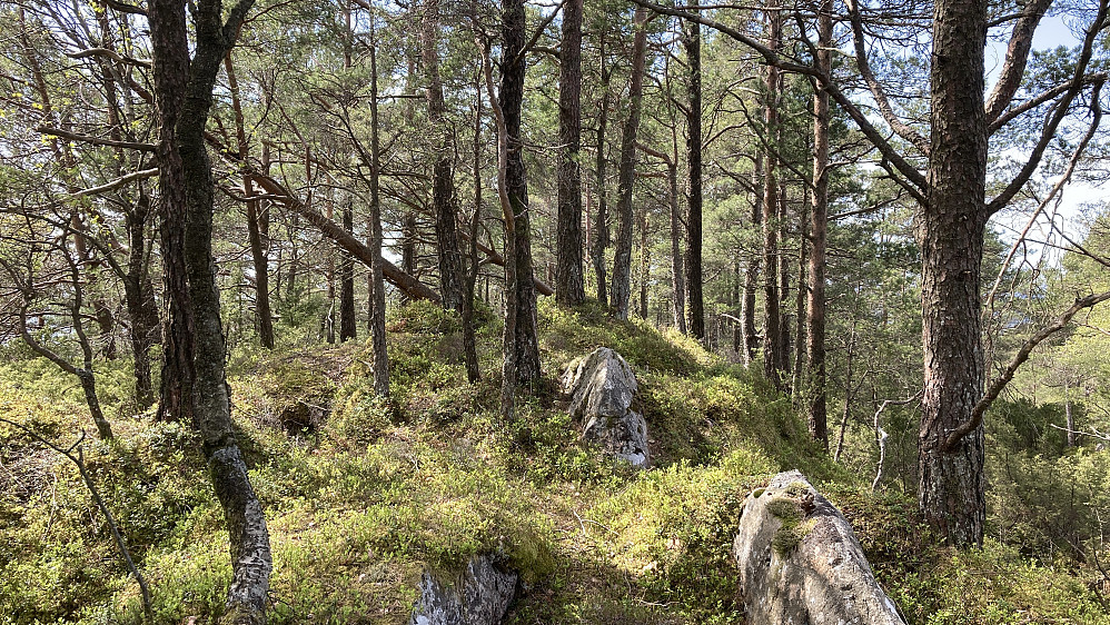 Topp-området på Insta Ospevikfjellet sett fra øst