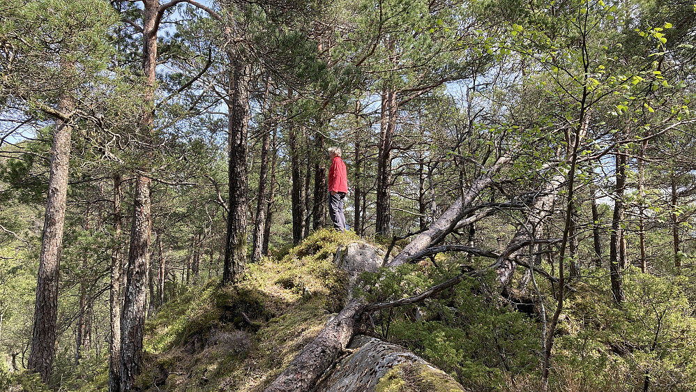 Astrid på toppen av Insta Ospevikfjellet. Foto fra vest