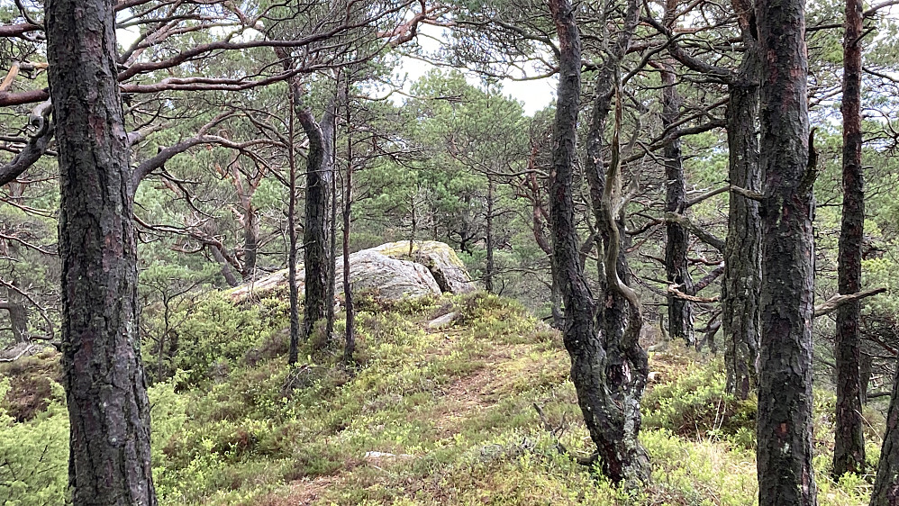 Fjellknausen "Nord for Storhovden"