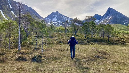 Stig i lett gange innover myrområdene i Forfjorddalen. Den spisse pyramiden mot venstre er Skrivartinden