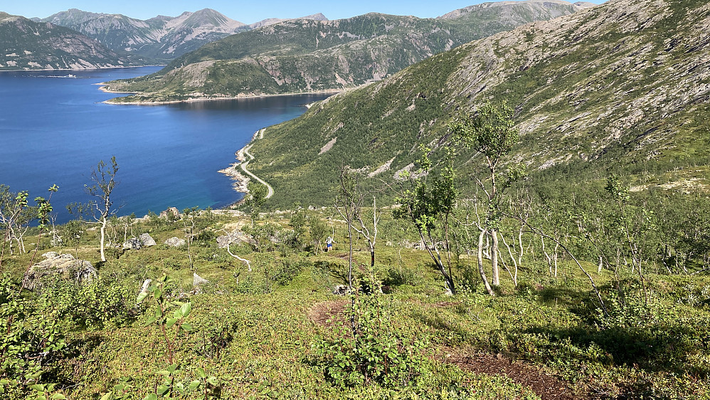 Utsikt fra stien nordover mot Kvænbukta og Sifjorden 