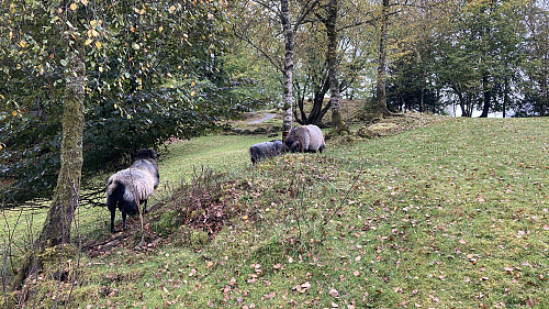 Beitende, GPS-styrte villsauer