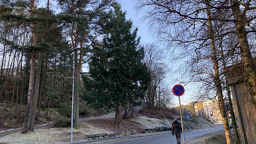 Shetlands-Larsen plantet et tuja-tre som etterhvert har vokset seg stort!
