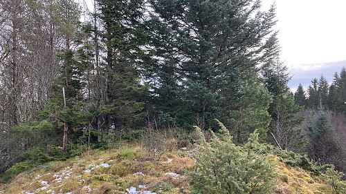 Søylen står inne i dette skogholtet bak et hjortegjerde
