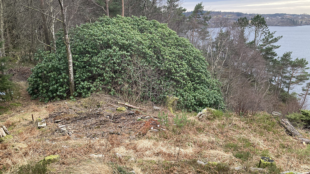 Voksen rhododendron på haugen over Bjørgegrend nr. 150. I følge en som bor i området kan dette være Bergensområdet største rhododendron. Det var en hytte på stedet som ble kalt Huttaheiti!