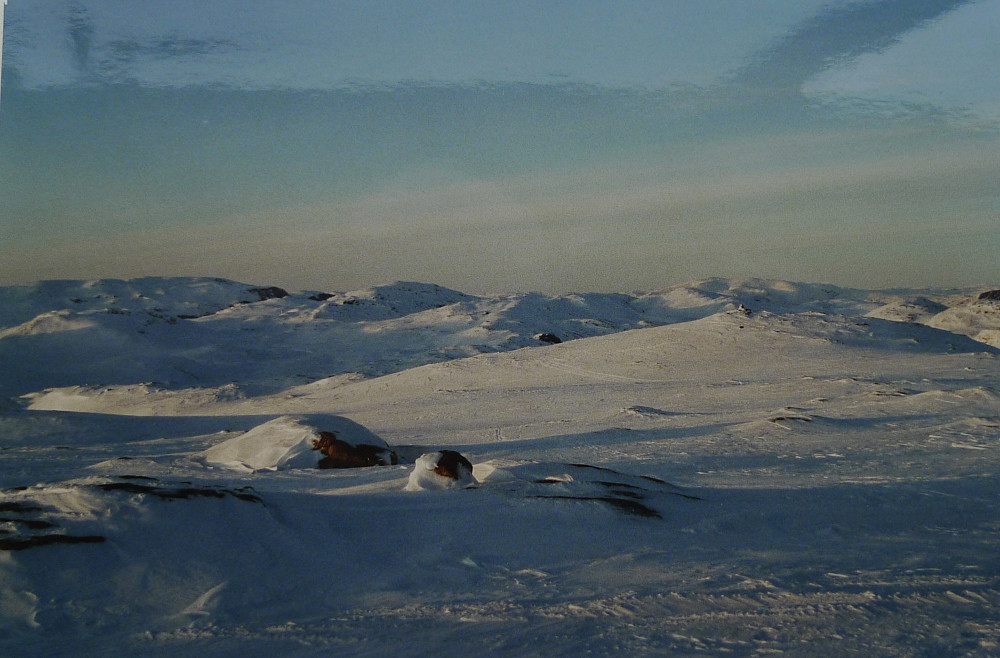 Nordover Rjoandeggi